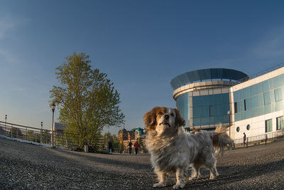 Dog on road against clear sky