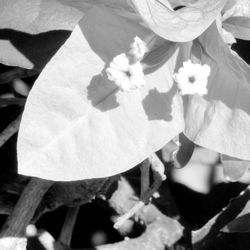 Close-up of leaves