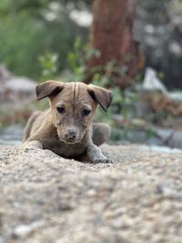 Portrait of dog relaxing on land