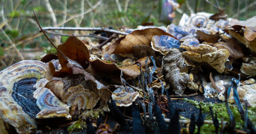 Close-up of leaves against blurred background