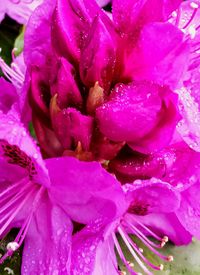 Close-up of pink flower