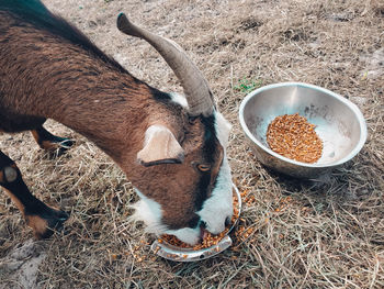 High angle view of crab in a field