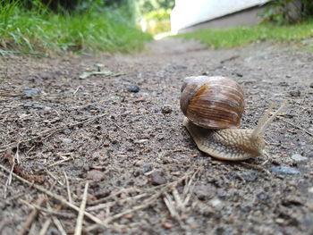 Close-up of snail