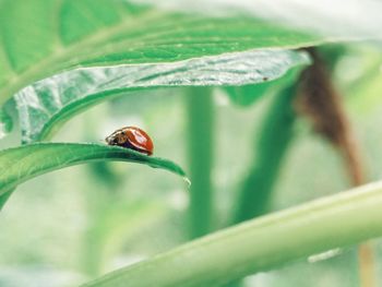 Close-up of ladybug on leaf