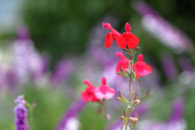 Close-up of pink flowering plant
