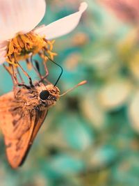 Close-up of insect on flower