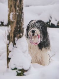 Portrait of dog in snow