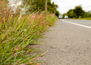 Close-up of plants growing on road