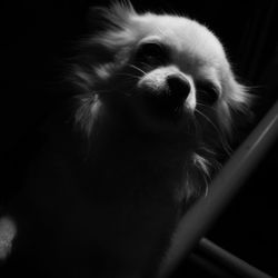 Close-up of chihuahua in darkroom