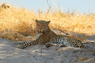 View of a cat relaxing on land