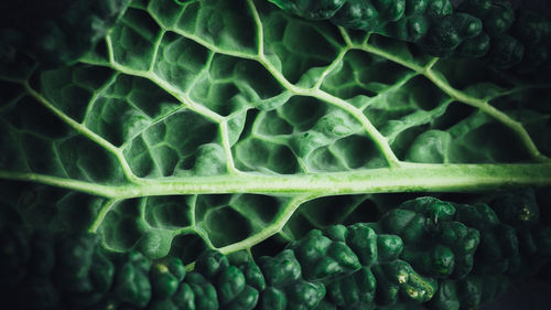 Full frame shot of green leaf