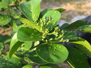 Close-up of wet plant leaves during rainy season
