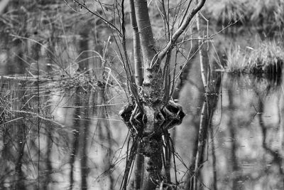 Tree in lake