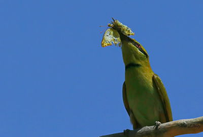 Low angle view of parrot perching on blue sky