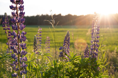 Close-up of purple flowering plants on field against sky