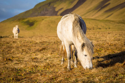 Horse grazing in a field