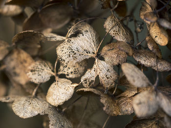 Close-up of dried leaves