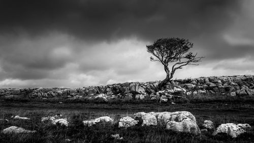 Tree on field against sky