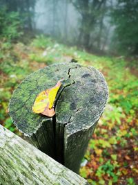 Close-up of dry leaf on tree stump