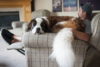 Large saint bernard dog sits on mans lap in a chair at home