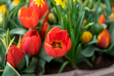 Close-up of red tulips