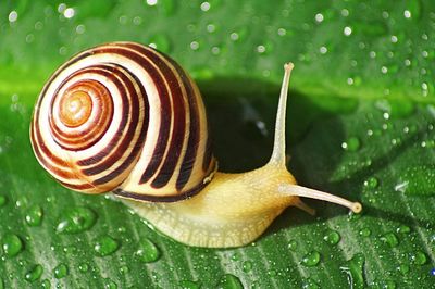 High angle view of snail on wet leaf