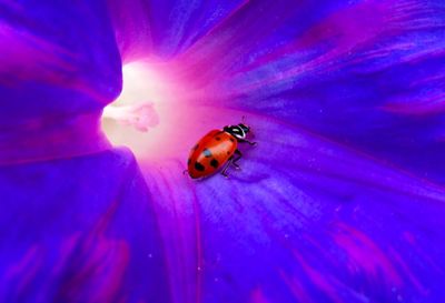 Close-up of ladybug on purple flower