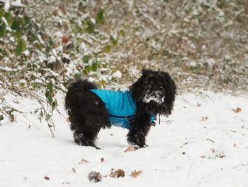 Two dogs on snow covered land