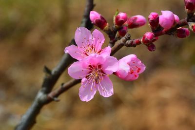 Close-up of pink flowers