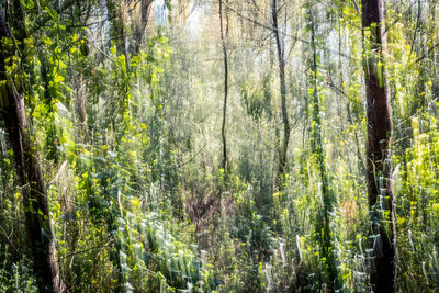 View of trees in forest