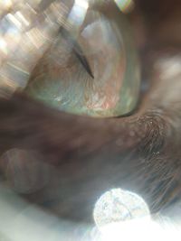 Close-up of human eye