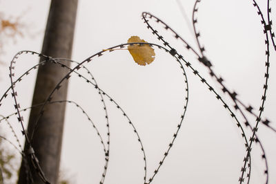 Autumn leaf on barbed wire