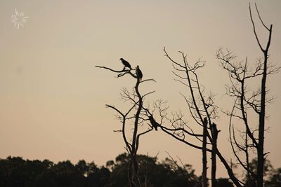 Low angle view of silhouette bare tree against sky