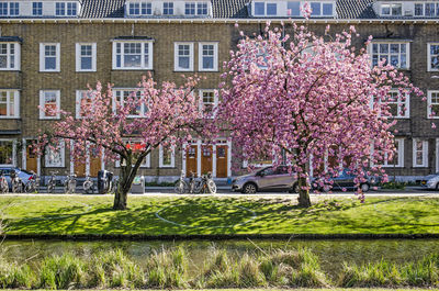 View of cherry blossom tree in park