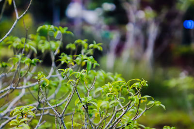 Close-up of fresh green plant