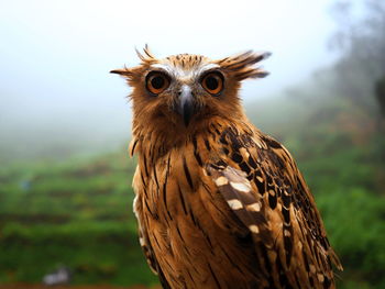 Close-up portrait of owl