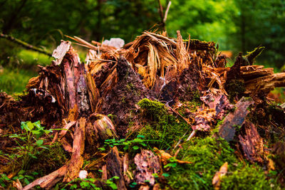 Close-up of dry leaves on tree in forest