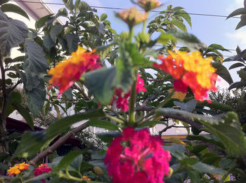 Close-up of red flowers