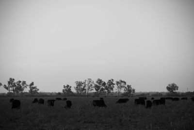 Flock of sheep on field against sky