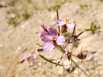 Close-up of purple flowers