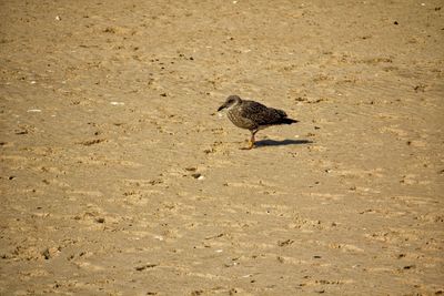 High angle view of bird perching on sand