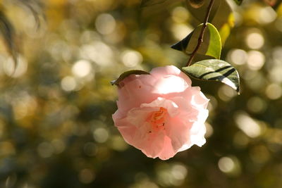 Close-up of pink rose