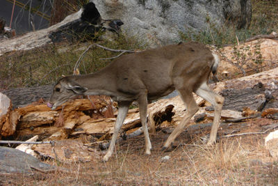 Side view of horse in the forest