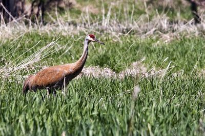 Side view of a bird on field