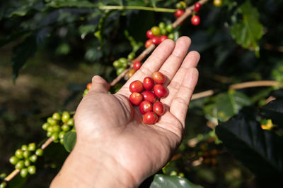 Cropped image of hand holding fruits
