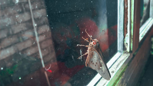 Close-up of spider on glass window