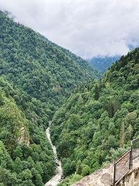 Scenic view of forest against sky