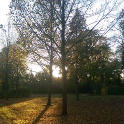 Sun shining through trees
