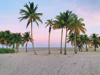 Palm trees on beach against sky