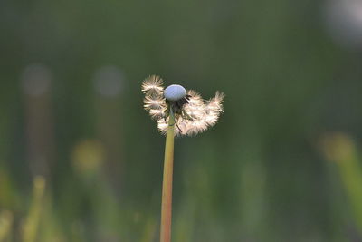 Close-up of dandelion on plant